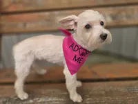 Zoey, a female Westiepoo for sale in Port Crane, NY – 1 of 2