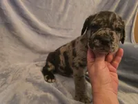 Erle, a male Neapolitan Mastiff for sale in Port Crane, NY – 2 of 5