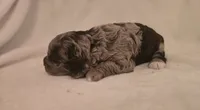 Female 2, a female Cockapoo for sale in Port Crane, NY – 2 of 3