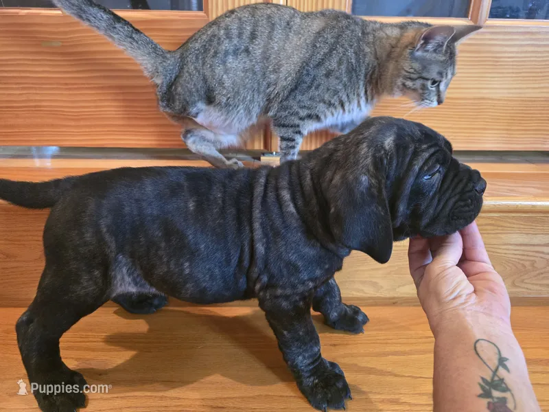 Brindle boy – American Mastiff puppy for sale in Port Crane, NY