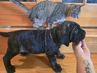 Brindle boy, a male American Mastiff for sale in Port Crane, NY – 2 of 2