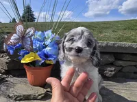 Sophia, a female Cockapoo for sale in Port Crane, NY – Photo 1 of 2