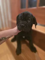 Ebony, a female American Mastiff for sale in Port Crane, NY – 5 of 5