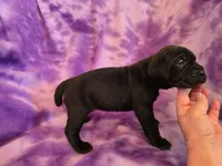 Ebony, a female American Mastiff for sale in Port Crane, NY – 2 of 3