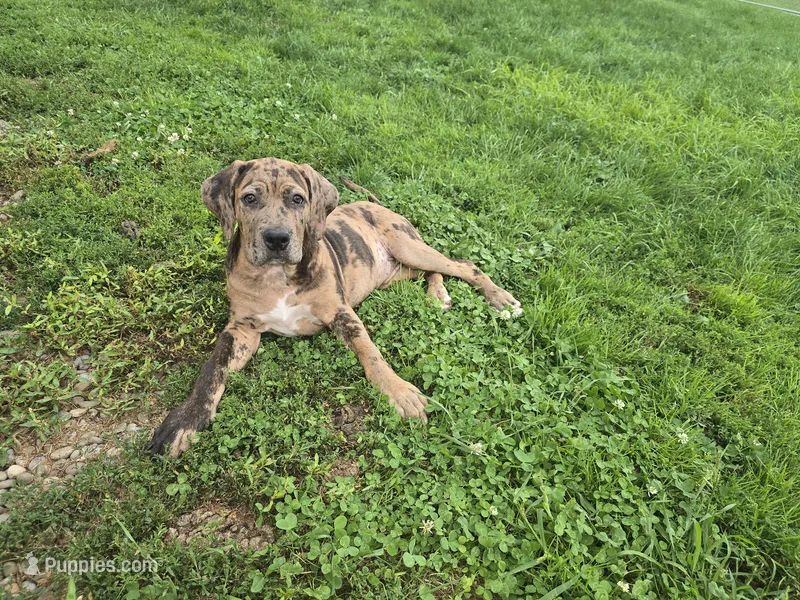 Betsy – Perro de Presa Canario, American Mastiff puppy for sale in Port Crane, NY