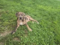 Betsy, a female Perro de Presa Canario and American Mastiff for sale in Port Crane, NY – 1 of 2