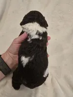 Male 1, a female Cockapoo for sale in Port Crane, NY – 3 of 3