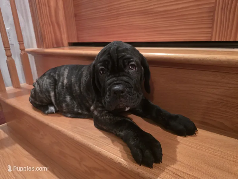 Brindle girl – American Mastiff puppy for sale in Port Crane, NY