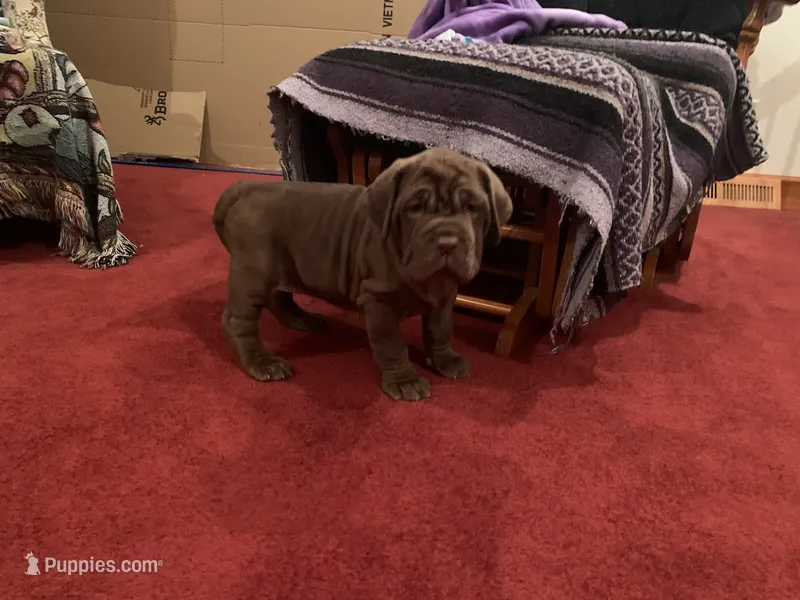Princess coco – Neapolitan Mastiff puppy for sale in Port Crane, NY