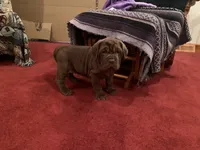 Princess coco, a female Neapolitan Mastiff for sale in Port Crane, NY – 1 of 2