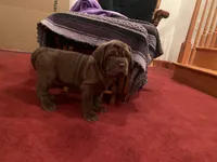 Princess coco, a female Neapolitan Mastiff for sale in Port Crane, NY – 2 of 2