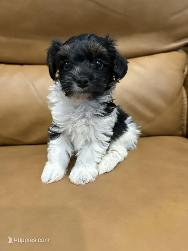 Creed – Yorkipoo puppy for sale in Port Crane, NY