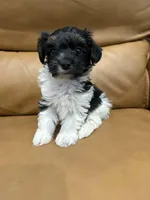 Creed, a male Yorkipoo for sale in Port Crane, NY – Photo 1 of 2