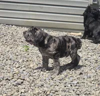 Erle, a male Neapolitan Mastiff for sale in Port Crane, NY – 2 of 6