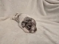 Female 1, a female Cockapoo for sale in Port Crane, NY – 2 of 3