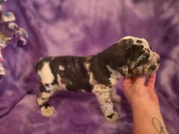 Daphne, a female Neapolitan Mastiff for sale in Port Crane, NY – 2 of 2