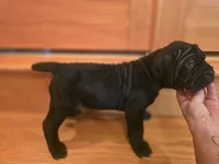 Ebony, a female American Mastiff for sale in Port Crane, NY – 4 of 5
