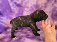 Brindle girl, a female American Mastiff for sale in Port Crane, NY – 3 of 3