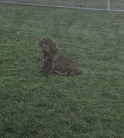 Princess coco, a female Neapolitan Mastiff for sale in Port Crane, NY – 5 of 5