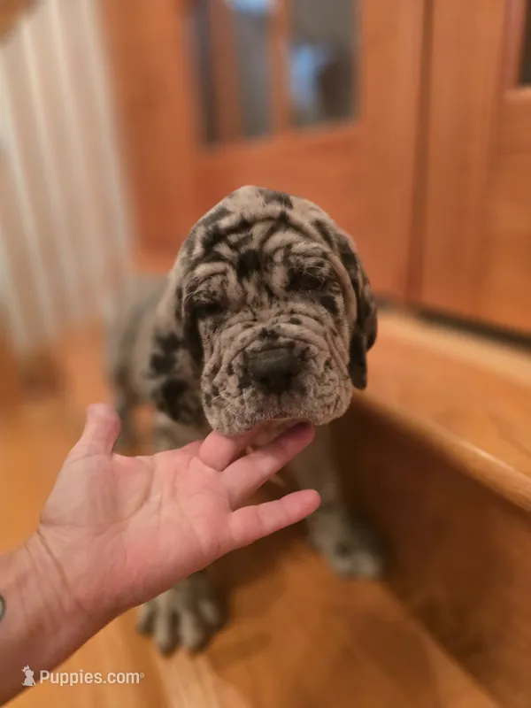 Dozer – Neapolitan Mastiff puppy for sale in Port Crane, NY