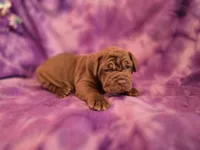 Princess coco, a female Neapolitan Mastiff for sale in Port Crane, NY – 3 of 3