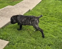 Brindle girl, a female Neapolitan Mastiff for sale in Port Crane, NY – 5 of 7