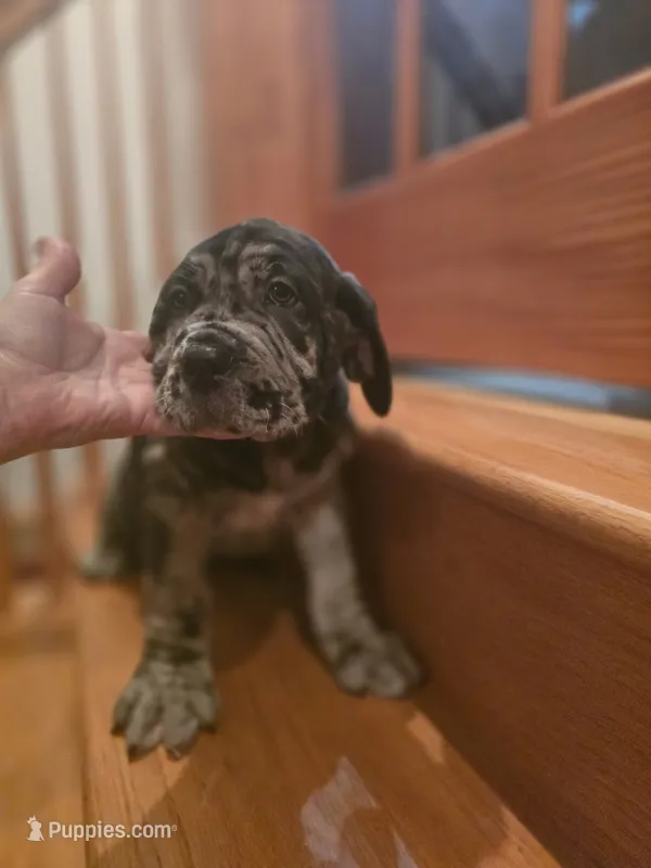 Drake – American Mastiff puppy for sale in Port Crane, NY