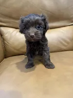 Coco, a female Yorkipoo for sale in Port Crane, NY – Photo 1 of 2