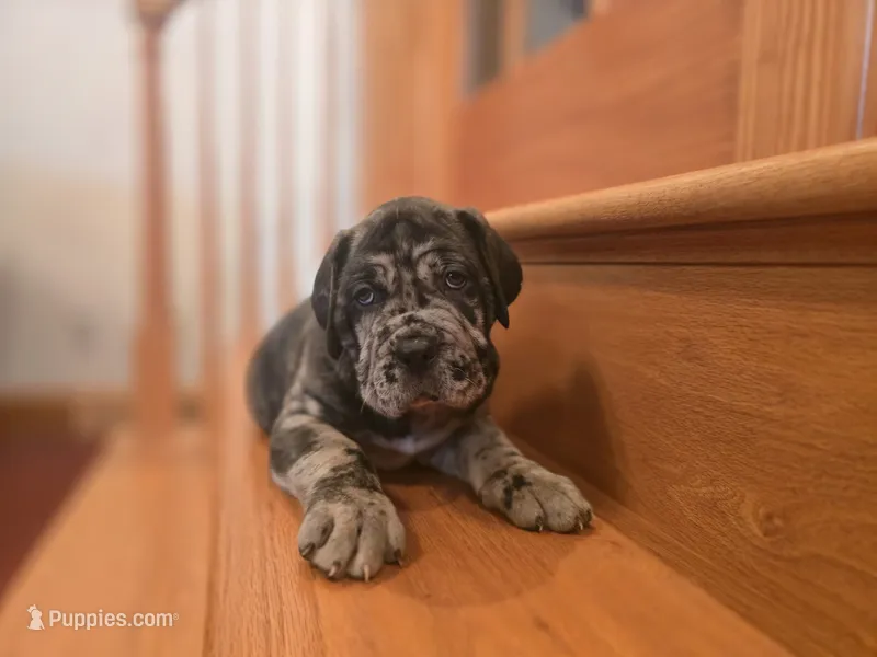 Drake – American Mastiff puppy for sale in Port Crane, NY