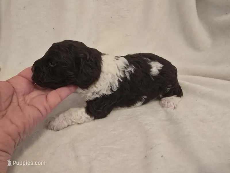Male 1 – Cockapoo puppy for sale in Port Crane, NY