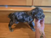Ozzy, a male American Mastiff for sale in Port Crane, NY – 3 of 3