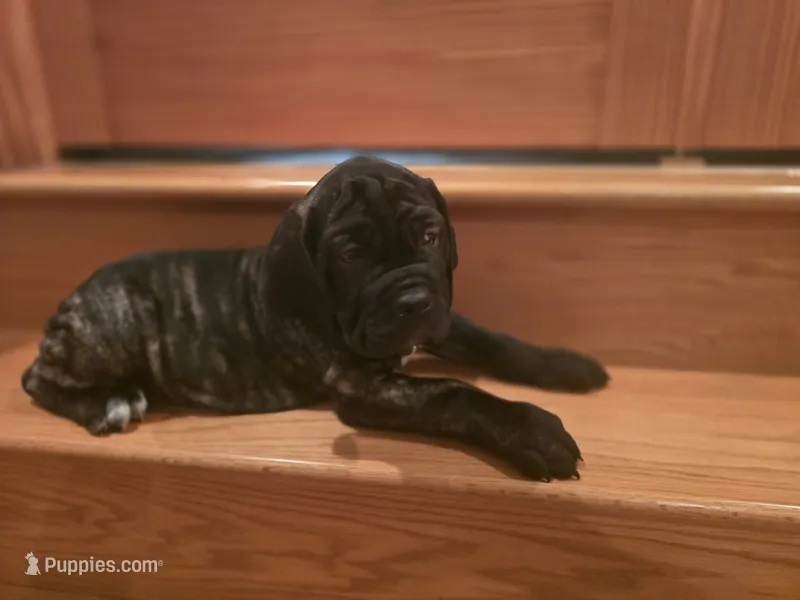 Brindle girl – American Mastiff puppy for sale in Port Crane, NY
