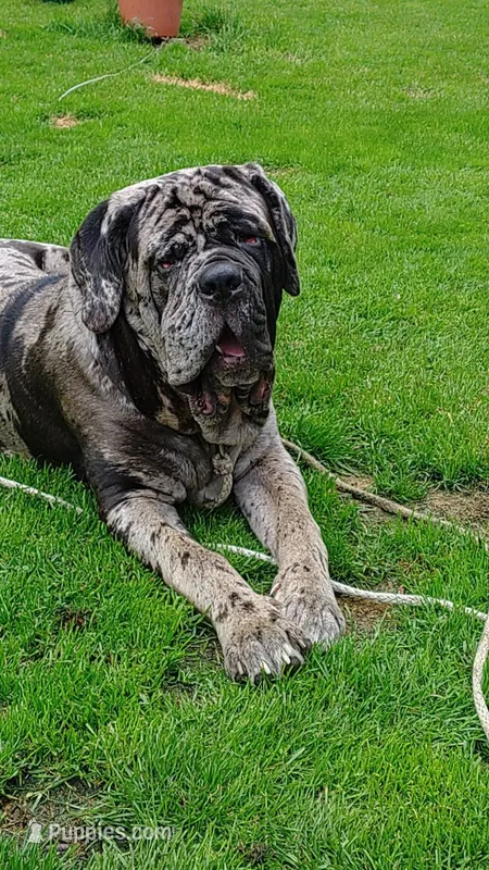 Erle – Neapolitan Mastiff puppy for sale in Port Crane, NY