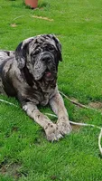 Erle, a male Neapolitan Mastiff for sale in Port Crane, NY – 1 of 5
