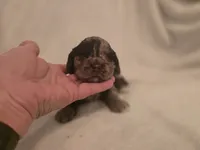 Female 3, a female Cockapoo for sale in Port Crane, NY – 3 of 3