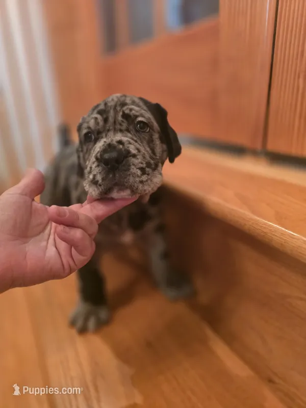 Ozzy – American Mastiff puppy for sale in Port Crane, NY