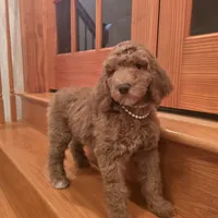 Holly, a female Poodle - Standard  for sale in Port Crane, NY – Photo 3 of 4