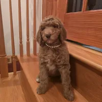 Holly, a female Poodle - Standard  for sale in Port Crane, NY – Photo 4 of 4