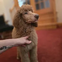 Holly, a female Poodle - Standard  for sale in Port Crane, NY – Photo 2 of 4