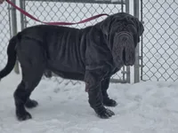 Dozer, a male American Mastiff for sale in Port Crane, NY – 5 of 7