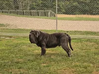 Brindle girl, a female Neapolitan Mastiff for sale in Port Crane, NY – 3 of 3