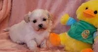 Sandy, a female Shih Tzu for sale in Port Crane, NY – Photo 1 of 2