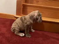 Merle girl, a female Neapolitan Mastiff for sale in Port Crane, NY – 2 of 3