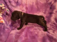 Ingrid, a female Neapolitan Mastiff for sale in Port Crane, NY – 1 of 2