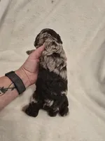 Female 3, a female Cockapoo for sale in Port Crane, NY – 2 of 3