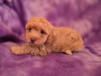 Bella, a female Poodle - Toy  for sale in Port Crane, NY – 1 of 4