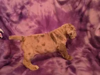 Merle girl, a female Neapolitan Mastiff for sale in Port Crane, NY – 4 of 4