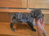 Dozer, a male American Mastiff for sale in Port Crane, NY – 2 of 7