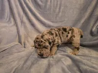 Dozer, a male Neapolitan Mastiff for sale in Port Crane, NY – 3 of 4