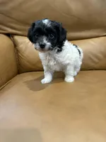 Billie, a male Yorkipoo for sale in Port Crane, NY – Photo 2 of 2